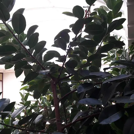 Torres Tourino Hotel