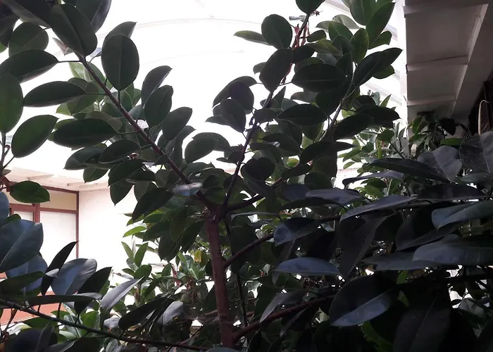 托雷斯途锐诺酒店 酒店